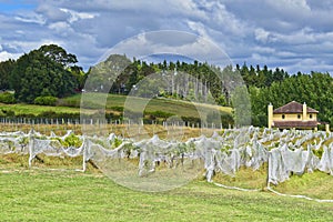 View of a vineyard in Waiheke Island located in Auckland, New Zealand during daylight