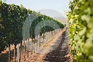 View of the vineyard during warm and sunny weather near Kyjov, South Moravia, Czech republic. Grape field growing for wine
