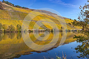 view of the vineyards along the moselle river in germany