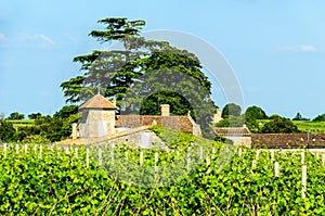 View of vineyards around the town of Saint-Emilion.