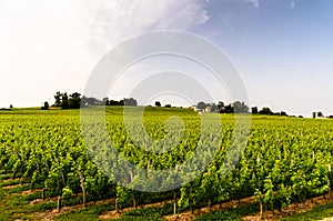 View of vineyards around the town of Saint-Emilion.