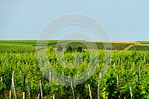 View of vineyards around the town of Saint-Emilion.