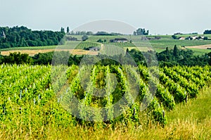 View of vineyards around the town of Saint-Emilion.