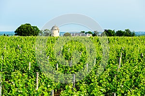 View of vineyards around the town of Saint-Emilion.