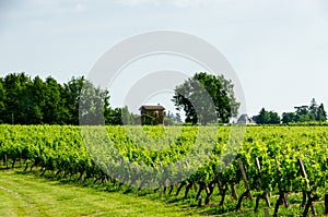 View of vineyards around the town of Saint-Emilion.