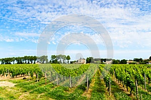 View of vineyards around the town of Saint-Emilion.