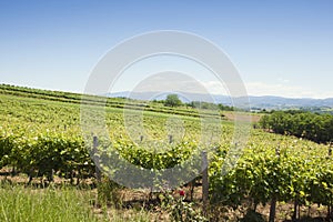 A view of vineyards and blue skies