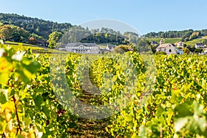 View of vineyards in Burgundy, France