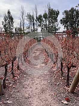 View of vineyards in the city of Mendoza