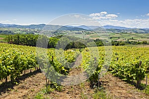 View of vineyards on clear summer day