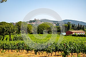 View on vineyards Cotes de Provence, production of rose wine near Grimaud village, Var, France