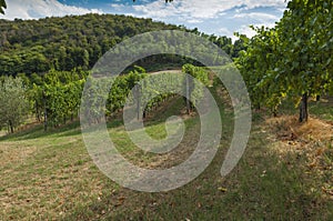 View of vineyards from Euganean hills, Italy during summer