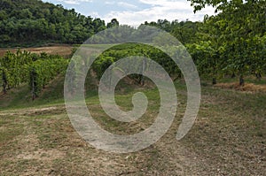 View of vineyards from Euganean hills, Italy during summer