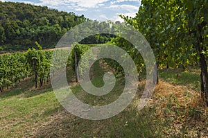 View of vineyards from Euganean hills, Italy during summer