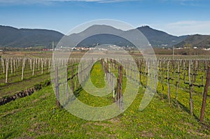 View of vineyards from Euganean hills, Veneto, Italy, at early s