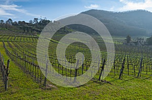 View of vineyards from Euganean hills, Veneto, Italy, at early s