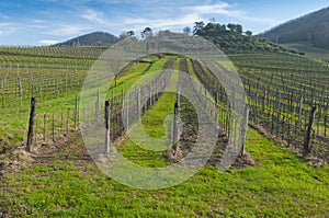 View of vineyards from Euganean hills, Veneto, Italy, at early s