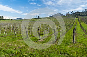 View of vineyards from Euganean hills, Veneto, Italy, at early s