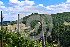 View of the vineyards and the forest in the Ahr valley near Rech