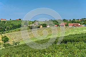 View on vineyards in Kapela near Radenci