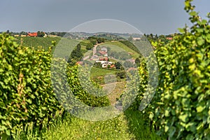 View on vineyards in Kapela near Radenci photo