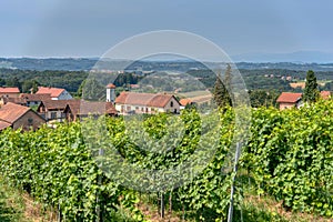 View on vineyards in Kapela near Radenci photo