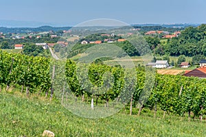 View on vineyards in Kapela near Radenci