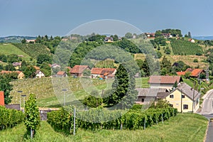 View on vineyards in Kapela near Radenci photo