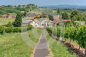 View on vineyards in Kapela near Radenci photo