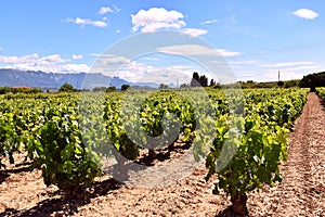 View of vineyards in La Rioja in spring.