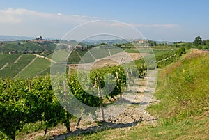 A view of vineyards in the Langhe, Piedmont - Italy