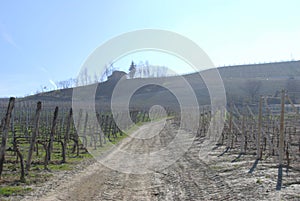 A view of vineyards in the Langhe, Piedmont - Italy