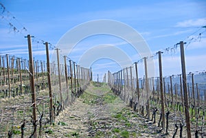 A view of vineyards in the Langhe, Piedmont - Italy