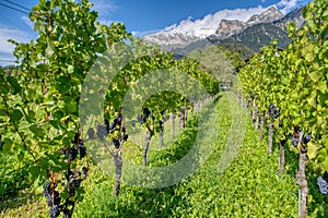 View of the vineyards of the Maienfeld region in Switzerland