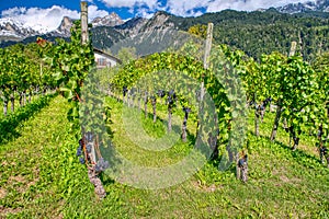 View of the vineyards of the Maienfeld region in Switzerland