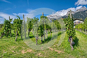 View of the vineyards of the Maienfeld region in Switzerland