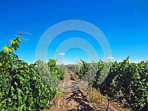 View of Vineyards in Mendoza, Argentina