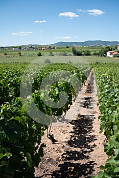 View on vineyards near Mont Brouilly, wine appellation CÃÂ´te de Brouilly beaujolais wine making area along Beaujolais Wine Route photo