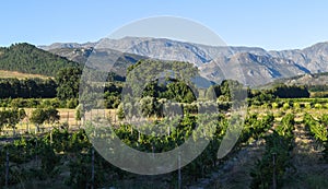 View at vineyards near Paarl in South Africa