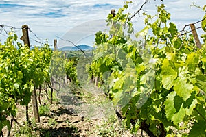 View of vineyards near Palava, Czech Republic