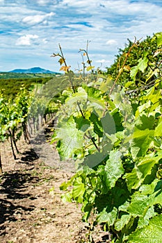 View of vineyards near Palava, Czech Republic