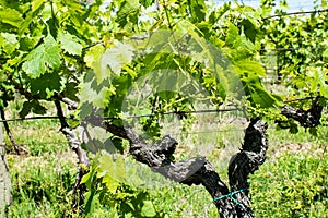 View of vineyards near Palava, Czech Republic