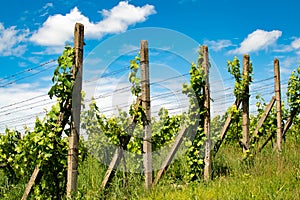 View of vineyards near Palava, Czech Republic