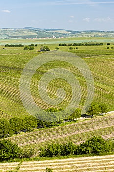 view of vineyards from near Velke Bilovice, Czech Republic