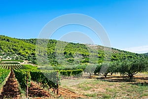View of vineyards and olive orchards on the island of Vis in Croatia, Europe, on a summer day