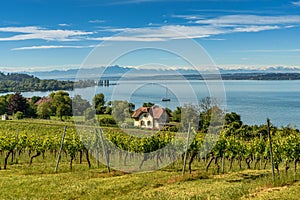 View from the vineyards at pilgrimage church Birnau to Lake Constance with Swiss alps and mountain Saentis in background, Germany