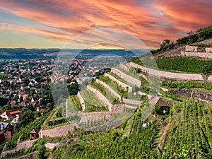 View of the vineyards in Saxony