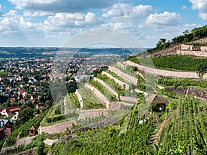 View of the vineyards in Saxony