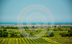 View of the vineyards and the sea in the south of France.