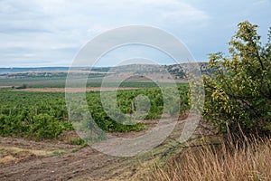 View of vineyards in summer in Crimea